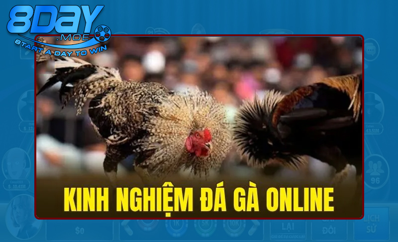 Chuyên gia chia sẻ bí kíp chơi đá gà online tại nhà cái 8DAY