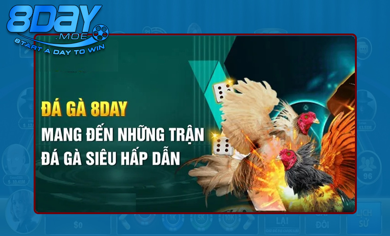 Hòa mình cùng sảnh đá gà 8DAY hấp dẫn