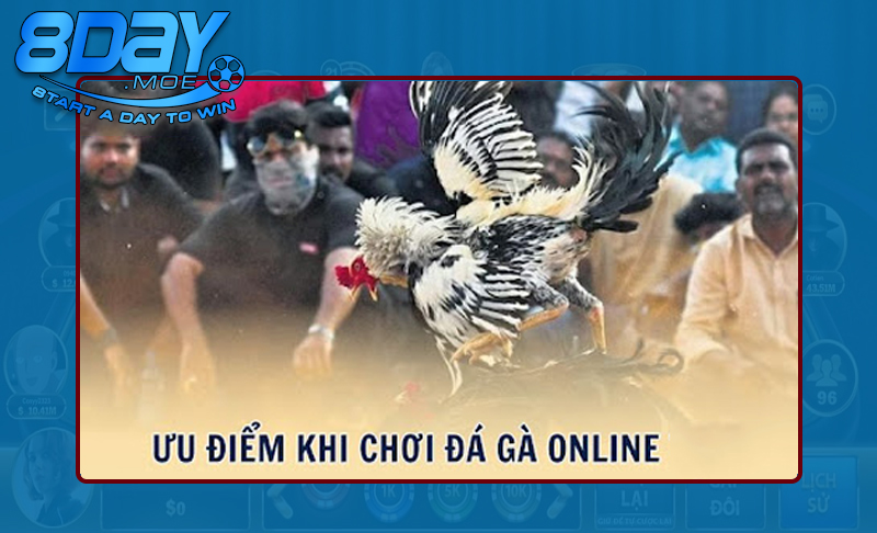Giá trị trải nghiệm đá gà trực tuyến đầy hấp dẫn